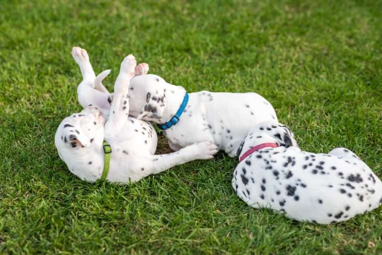 A-Wurf 30. Lebenstag (24)