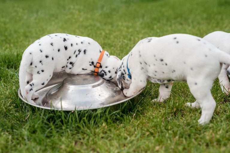 A-Wurf 30. Lebenstag (24)