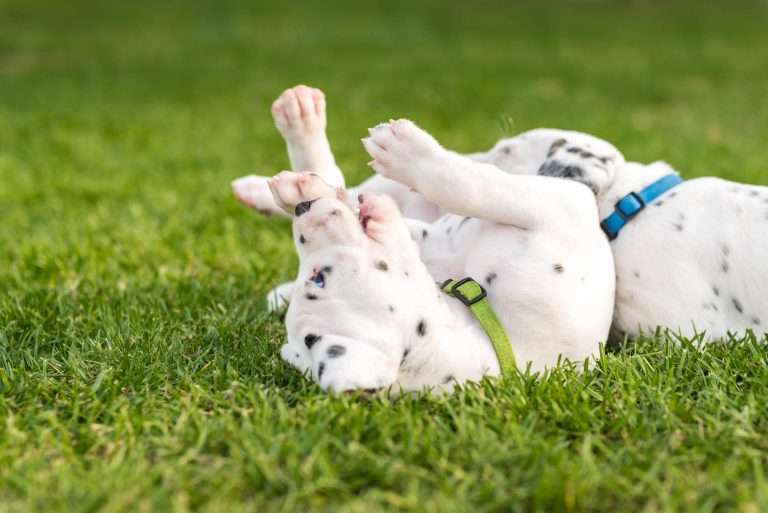 A-Wurf 30. Lebenstag (25)