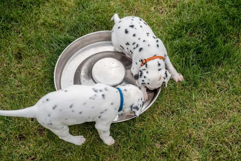 A-Wurf 30. Lebenstag (25)