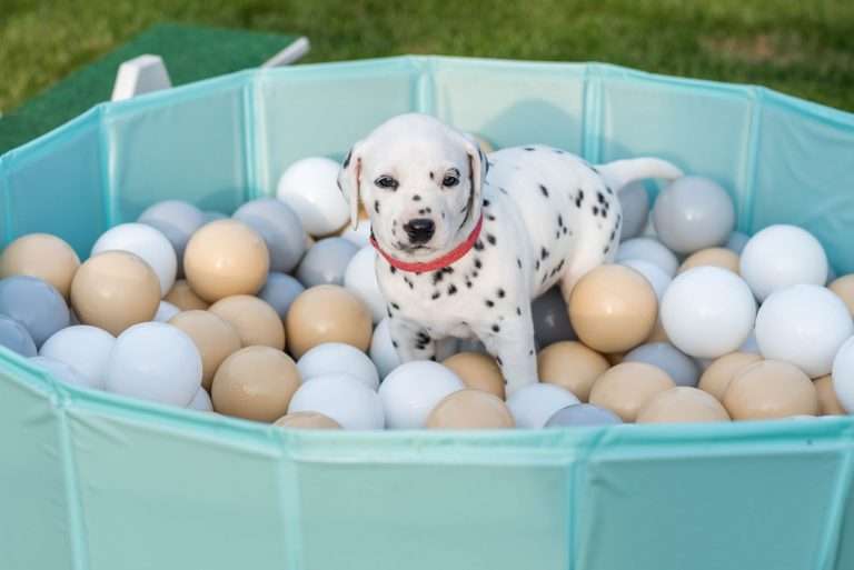 A-Wurf 30. Lebenstag (26)