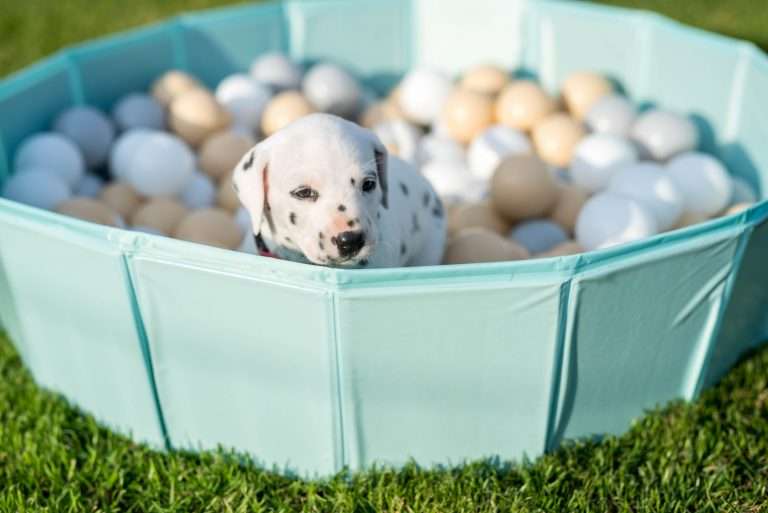 A-Wurf 30. Lebenstag (27)