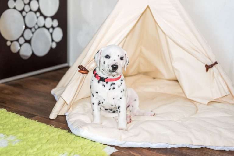 A-Wurf 30. Lebenstag (28)