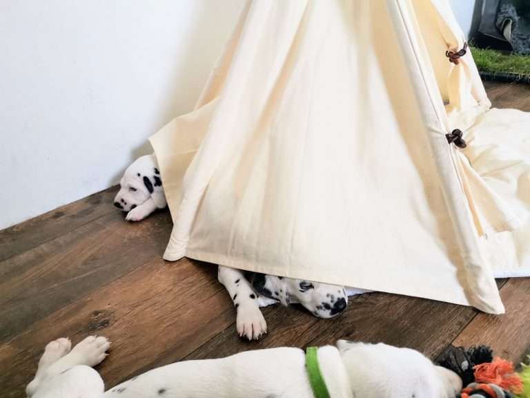 A-Wurf 30. Lebenstag (29)