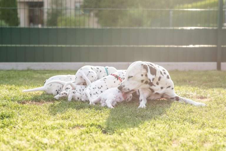 A-Wurf 30. Lebenstag (3)