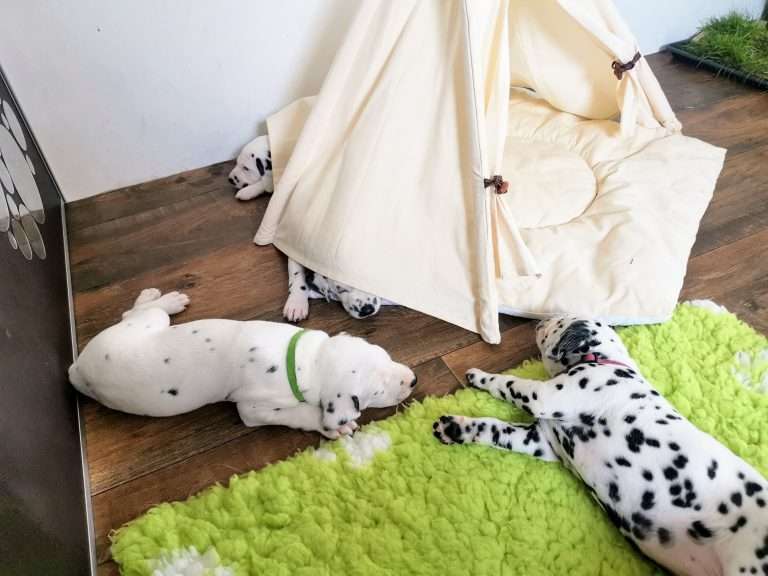 A-Wurf 30. Lebenstag (30)