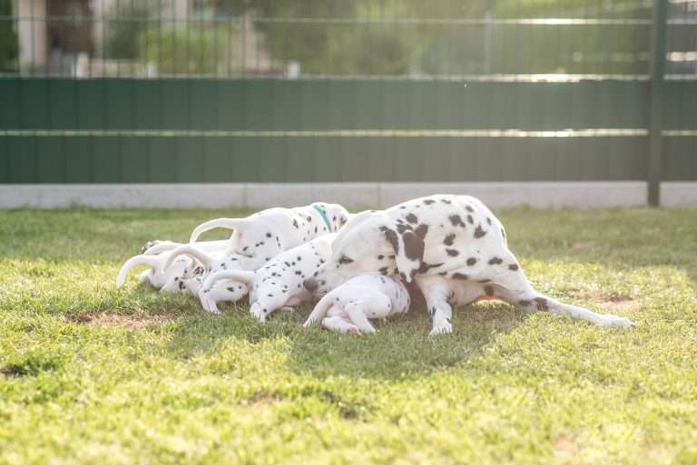 A-Wurf 30. Lebenstag (4)