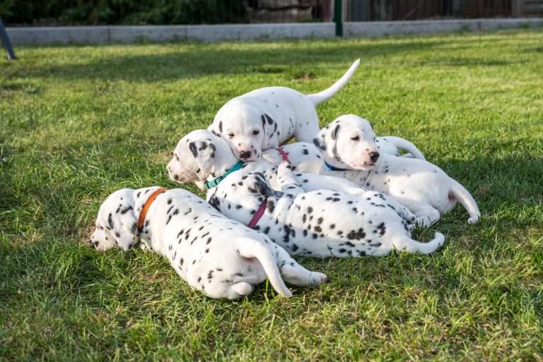 A-Wurf 30. Lebenstag (5)