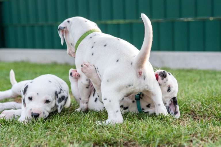 A-Wurf 30. Lebenstag (6)