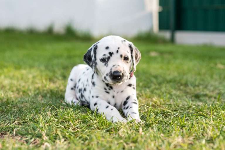 A-Wurf 30. Lebenstag (7)