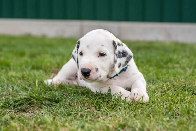 A-Wurf 30. Lebenstag (8)