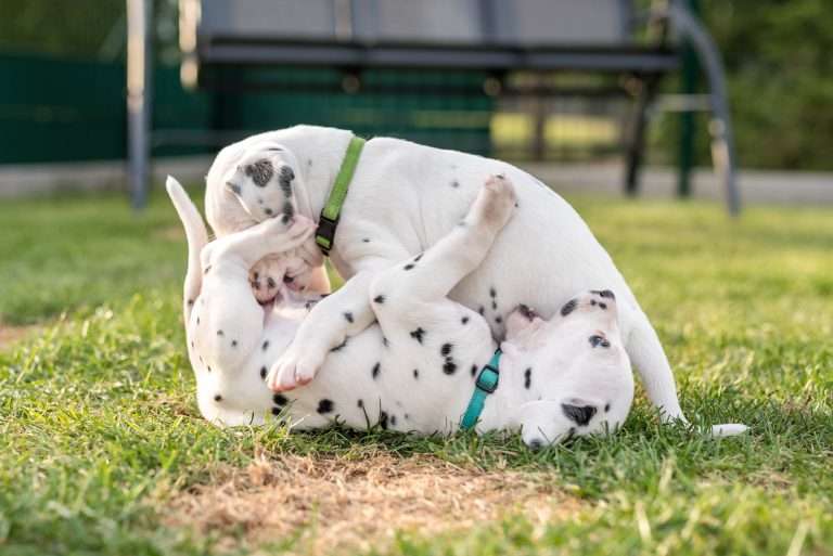 A-Wurf 30. Lebenstag (9)