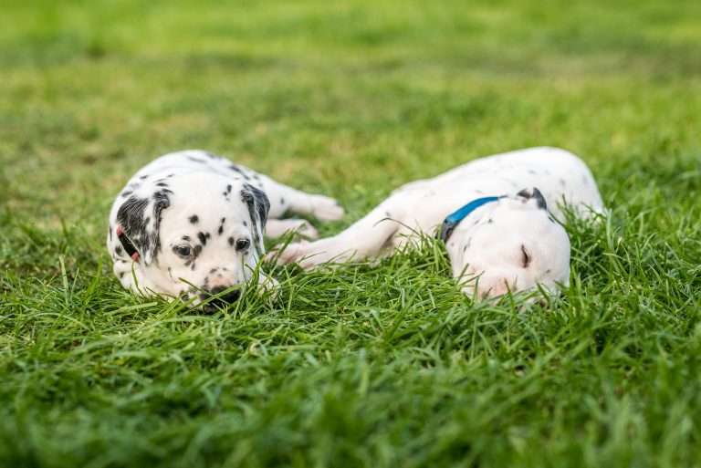 A-Wurf 30. Lebenstag (9)