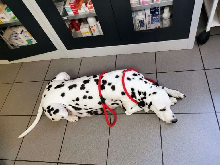 A-Wurf 31. Lebenstag (10)