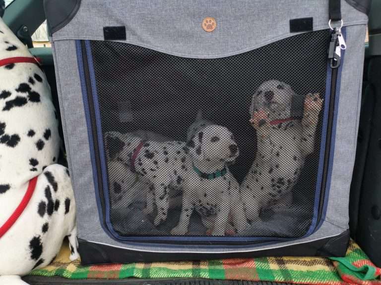 A-Wurf 31. Lebenstag (2)