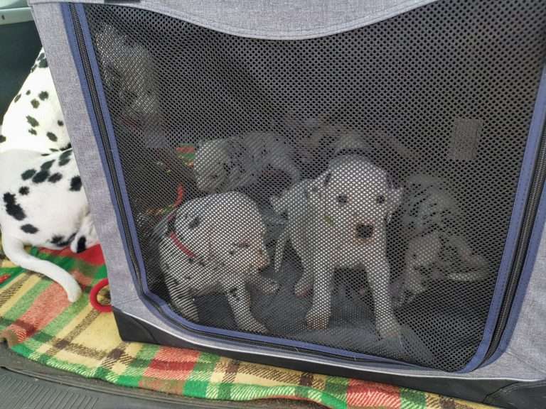 A-Wurf 31. Lebenstag (3)