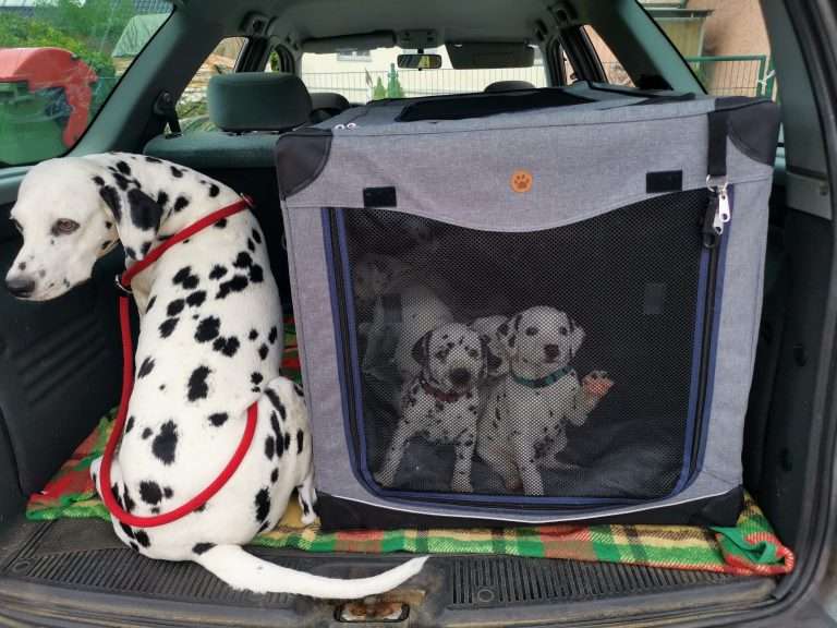 A-Wurf 31. Lebenstag (5)