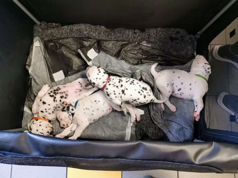 A-Wurf 31. Lebenstag (6)