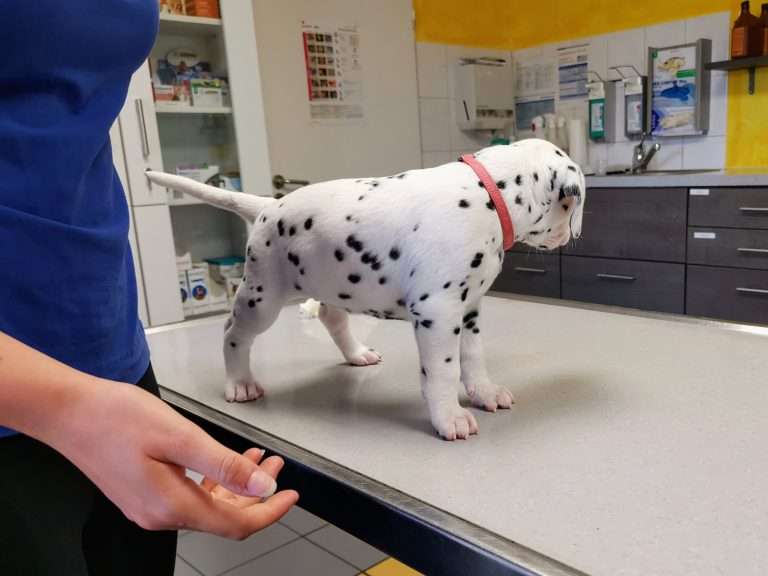 A-Wurf 31. Lebenstag (7)