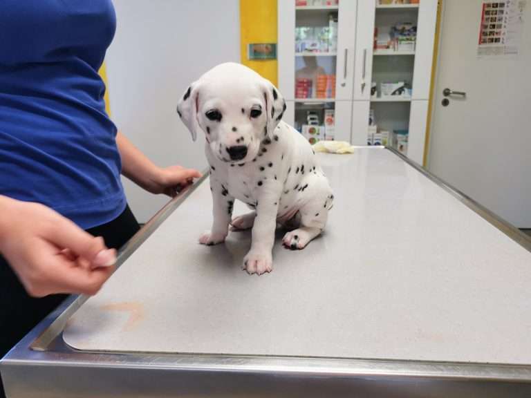 A-Wurf 31. Lebenstag (8)