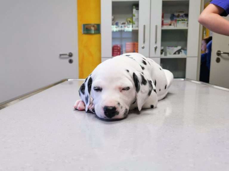 A-Wurf 31. Lebenstag (9)