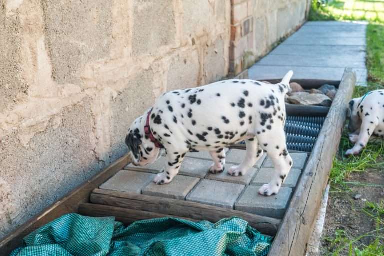 A-Wurf 33. Lebenstag (10)