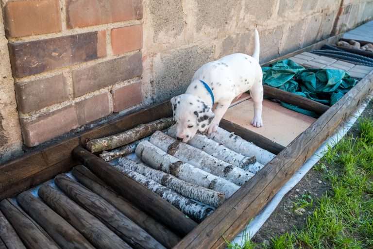 A-Wurf 33. Lebenstag (11)