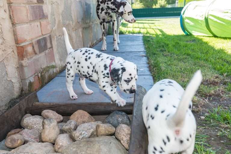 A-Wurf 33. Lebenstag (12)