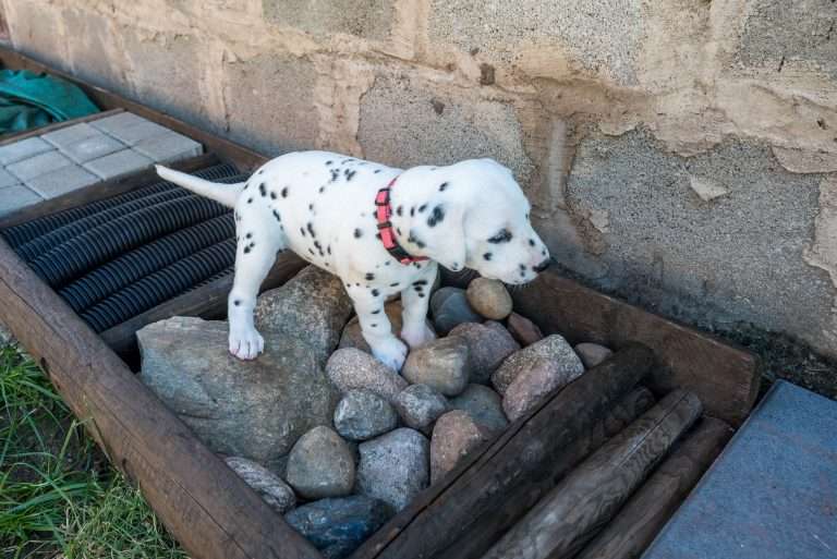 A-Wurf 33. Lebenstag (13)