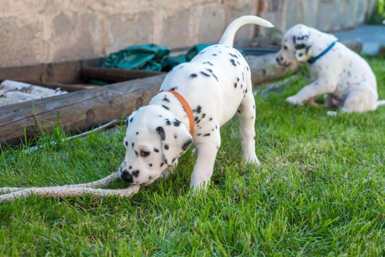 A-Wurf 33. Lebenstag (14)