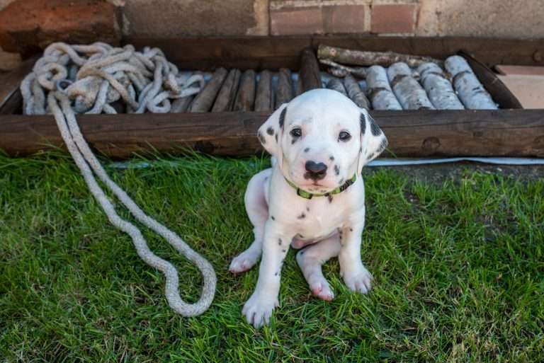 A-Wurf 33. Lebenstag (16)