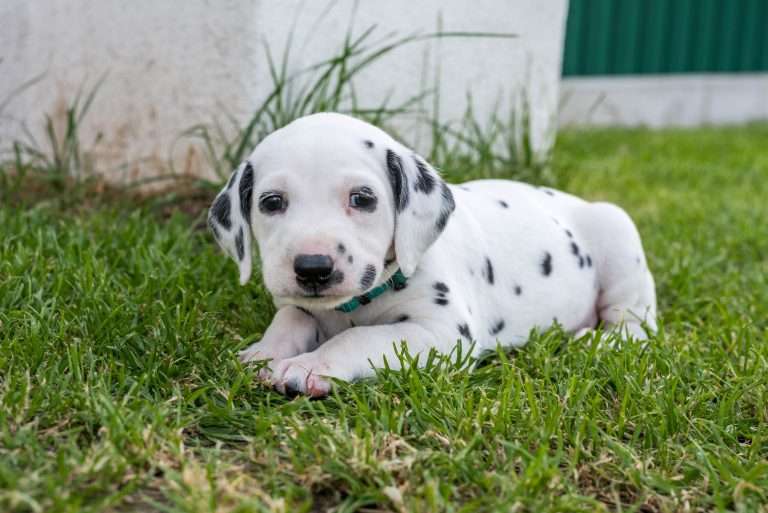 A-Wurf 33. Lebenstag (17)