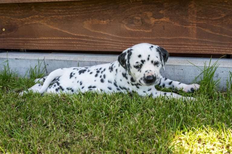 A-Wurf 33. Lebenstag (18)