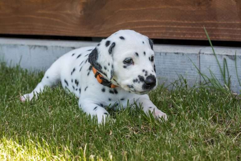 A-Wurf 33. Lebenstag (19)