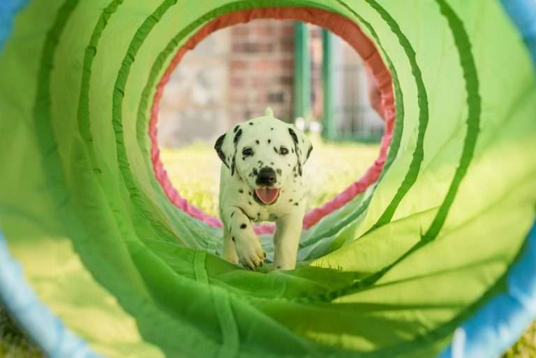 A-Wurf 33. Lebenstag (2)