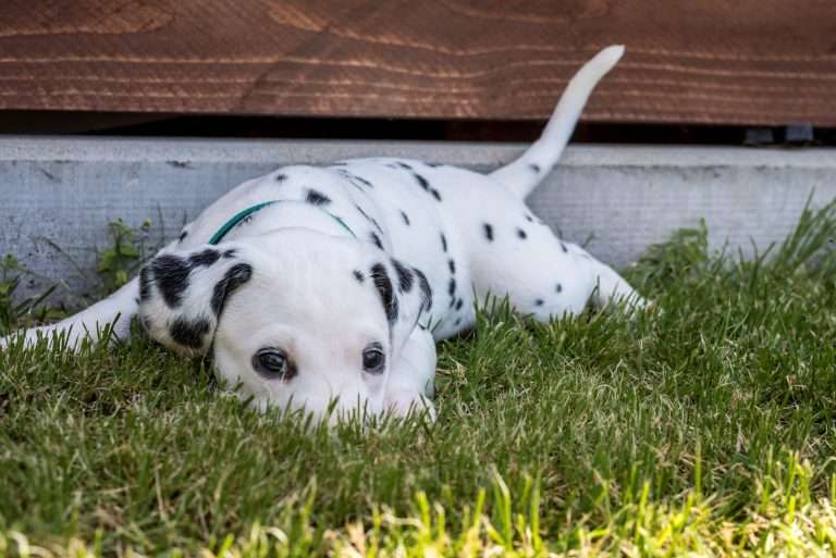 A-Wurf 33. Lebenstag (20)