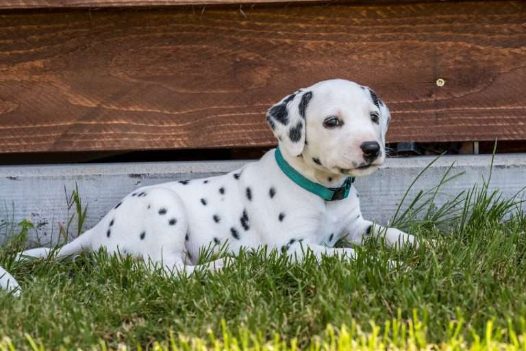 A-Wurf 33. Lebenstag (21)