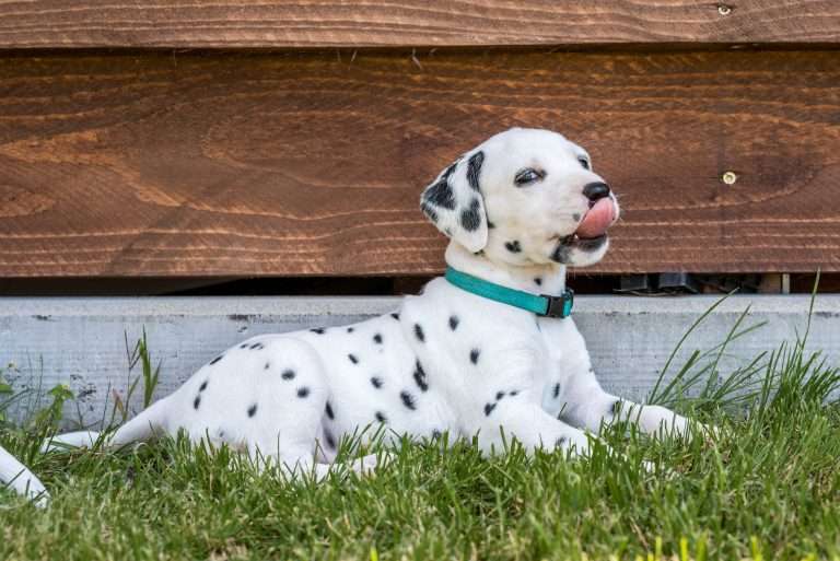 A-Wurf 33. Lebenstag (22)