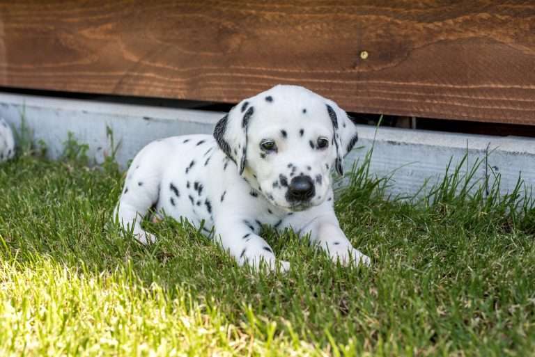 A-Wurf 33. Lebenstag (23)