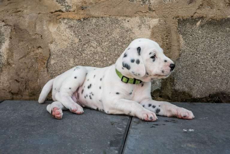 A-Wurf 33. Lebenstag (24)