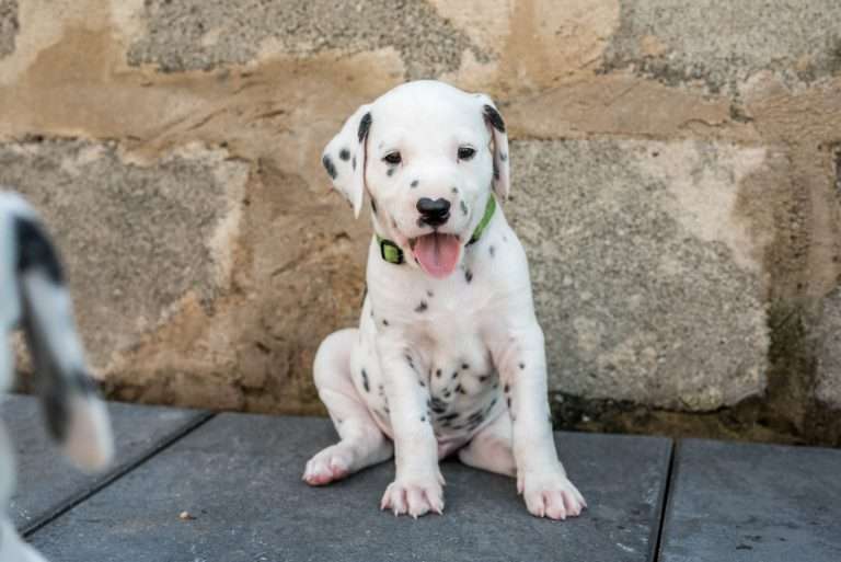 A-Wurf 33. Lebenstag (25)