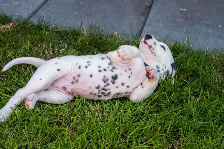 A-Wurf 33. Lebenstag (26)