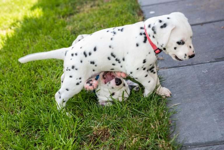 A-Wurf 33. Lebenstag (28)