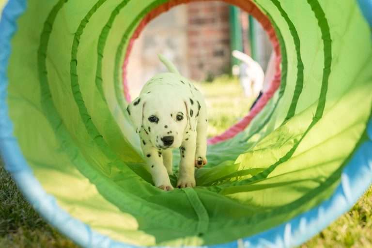 A-Wurf 33. Lebenstag (3)