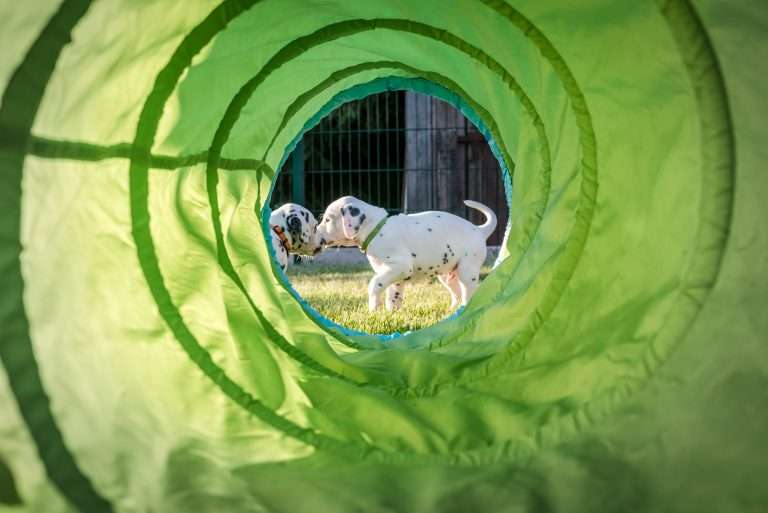 A-Wurf 33. Lebenstag (4)