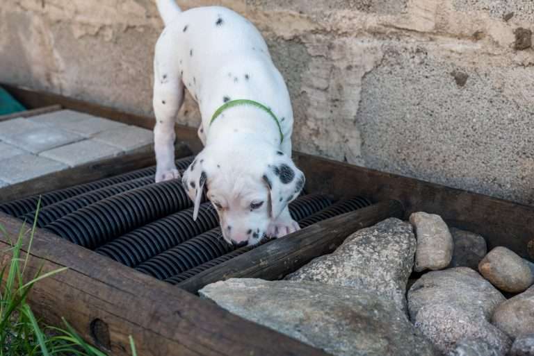 A-Wurf 33. Lebenstag (5)