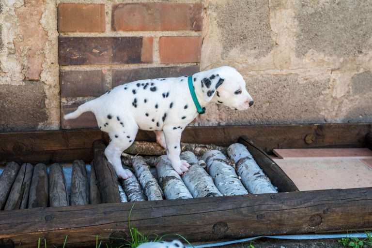 A-Wurf 33. Lebenstag (6)