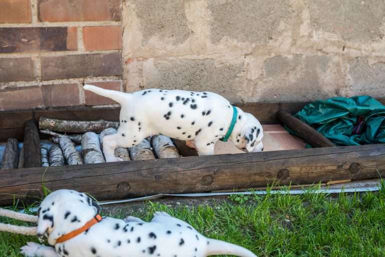 A-Wurf 33. Lebenstag (7)