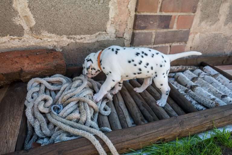 A-Wurf 33. Lebenstag (9)