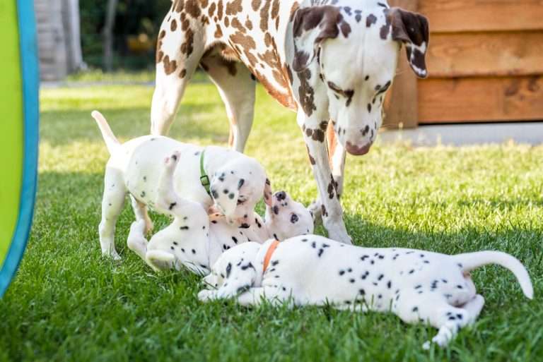 A-Wurf 34. Lebenstag (10)